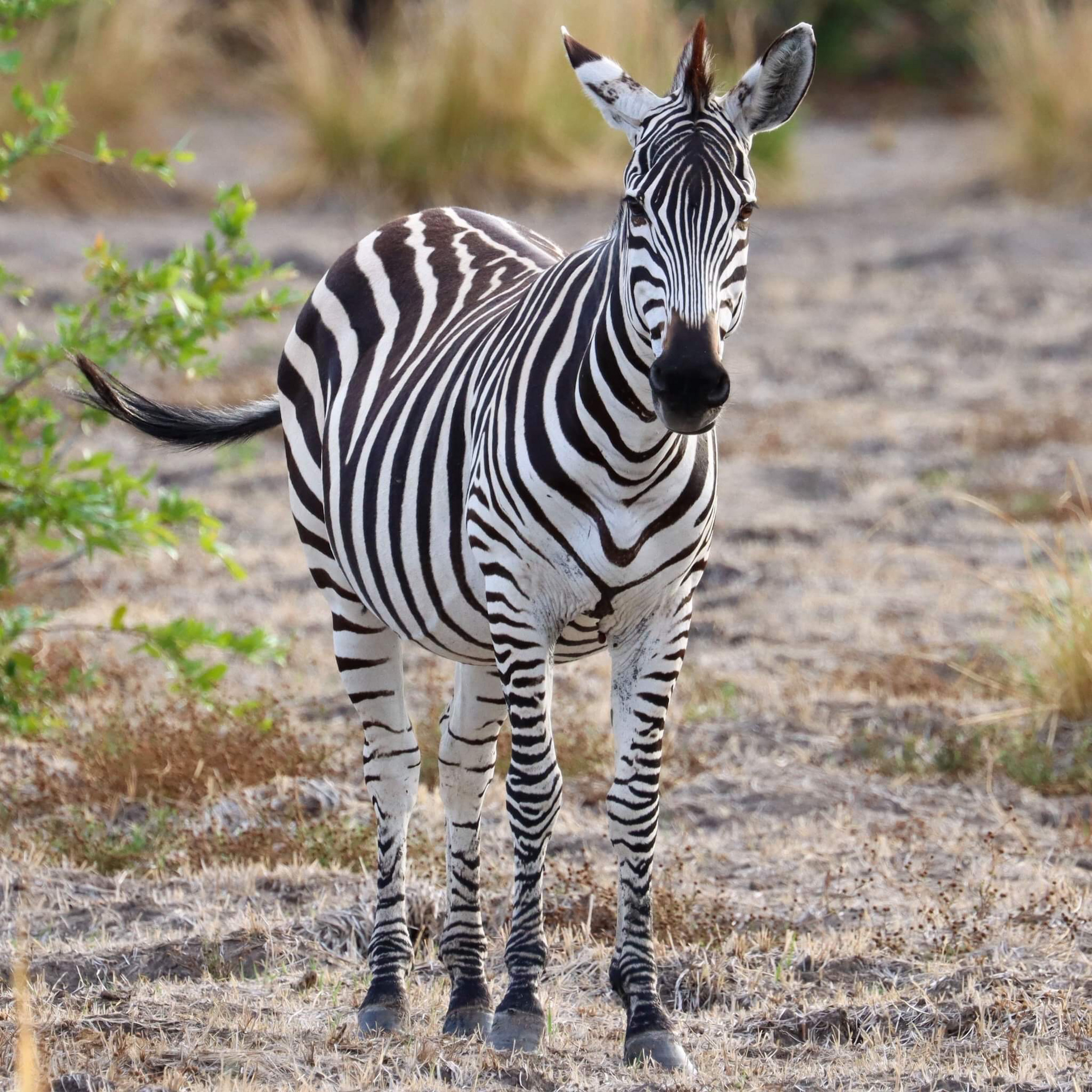 A zebra | Photo