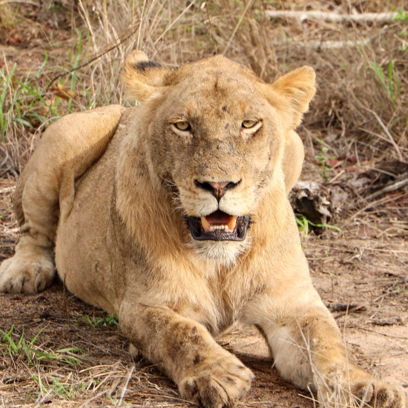 one of the two younger lions