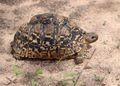 African leopard tortoise, just like Coop