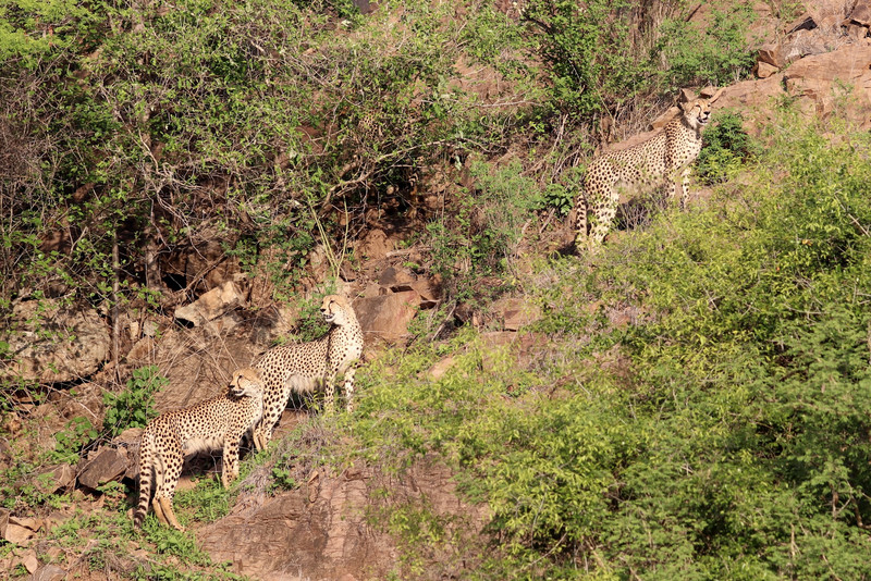 the four cheetah brothers climbing the ridge.