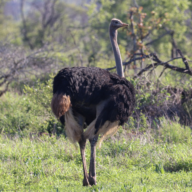 a male ostrich
