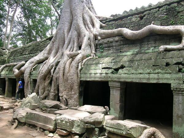 Temple under Roots