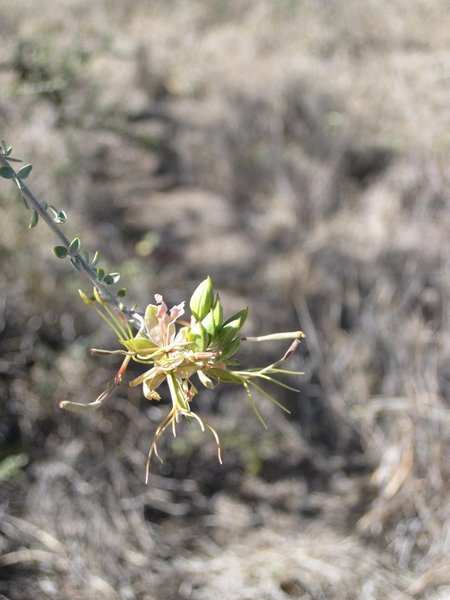 Cadaba flower