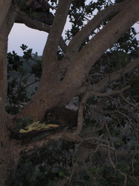 tree hyrax feeding