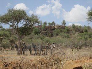 Grevy group