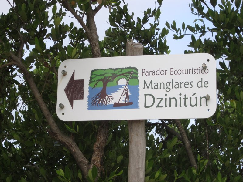 Manglares (mangroves)