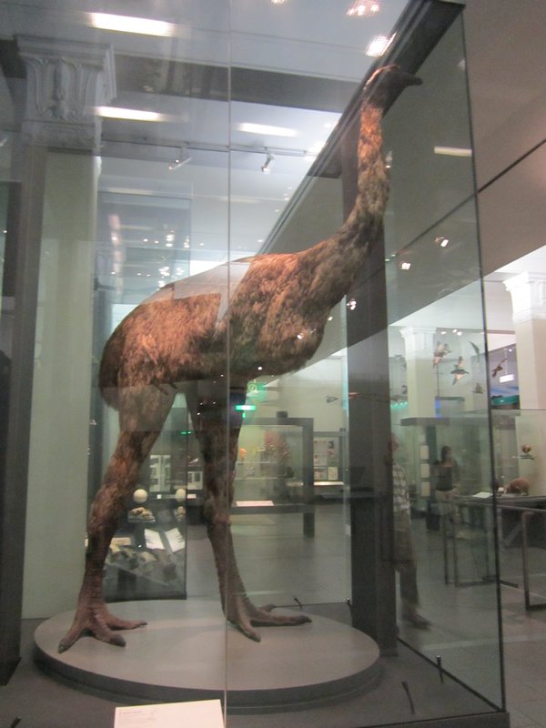 Giant rhea (now extinct)