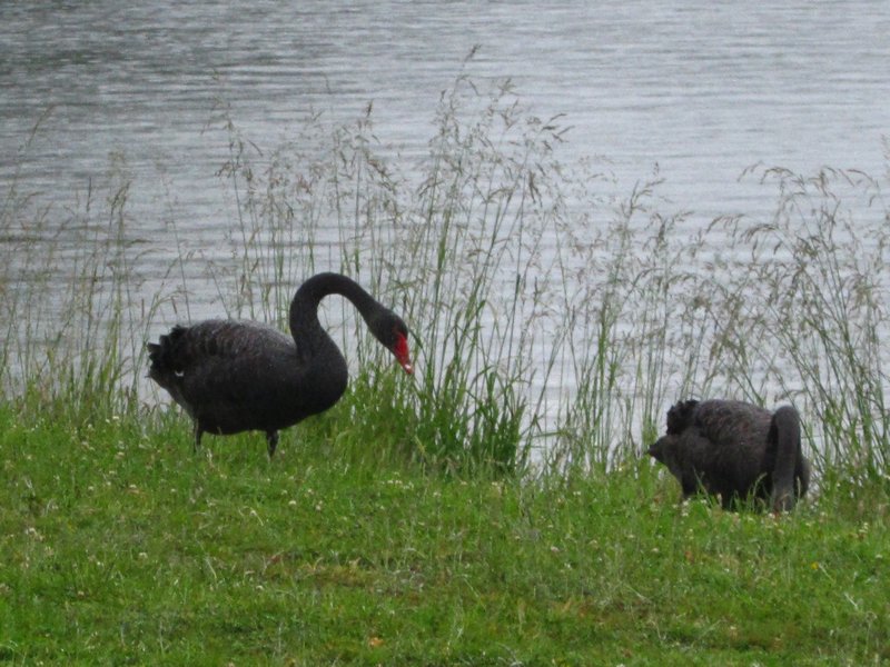Non-native black swans