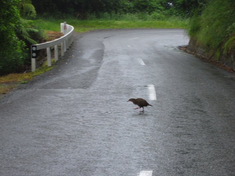 Kiwi-imposters crossing the road