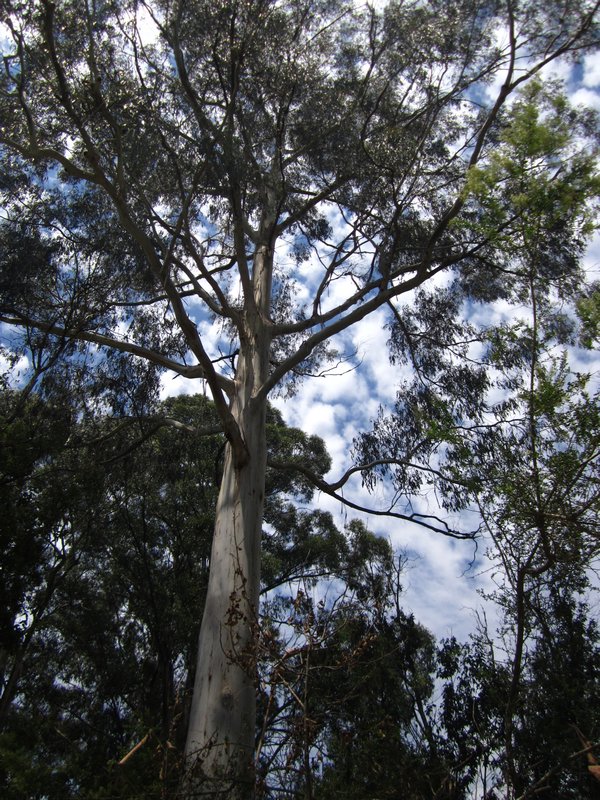 Eucalyptus view