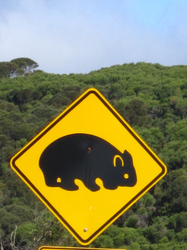Wombat crossing!