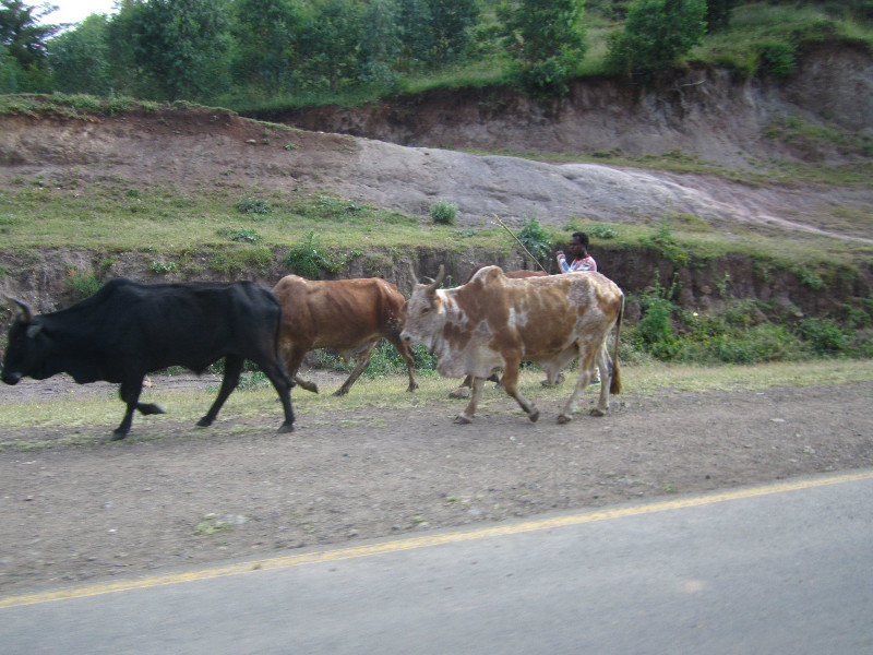 Boran cattles