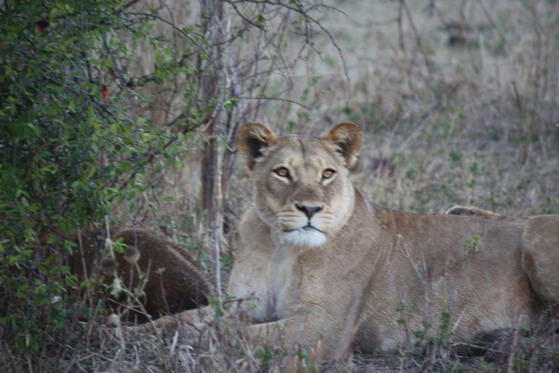 Lioness at Chobe National Park, Botswana