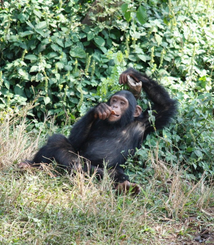 The difficult life of a chimp.