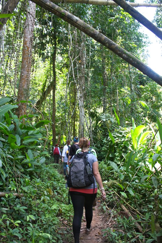 Of course Jungle Trekking!