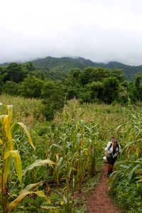 Trekking first through pasture land and rice paddies