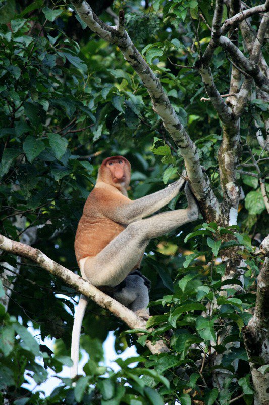 The most ridiculous animal ever: the proboscis monkey 
