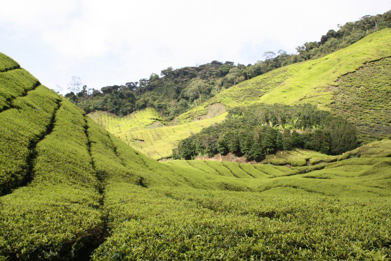 Tea plantations in the Cameron Highlands 