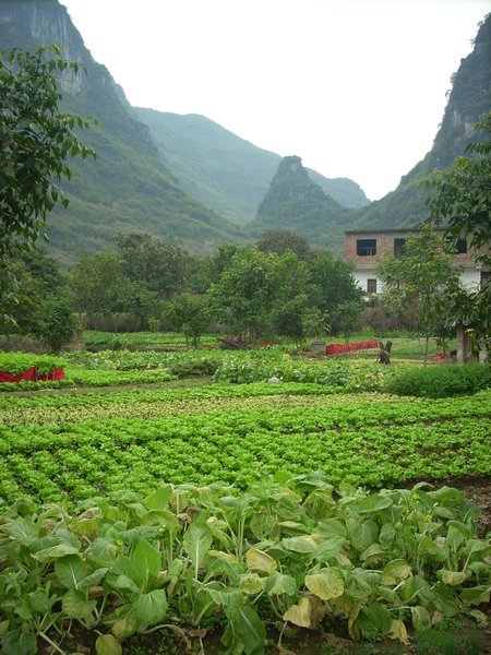 Farms outside Yangshuo