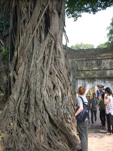 Big tree, old Confucian temple