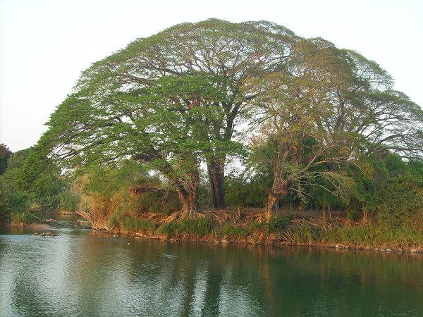 Tree in 4000 Islands