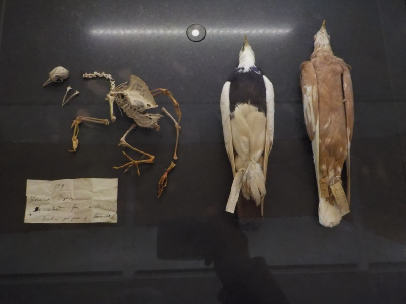 Darwin's pigeons and notes
