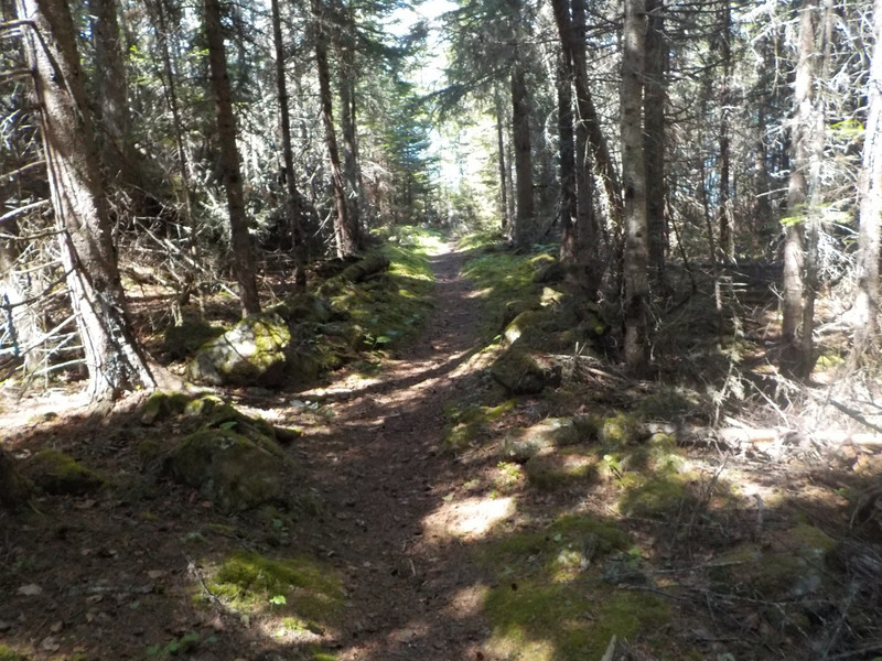 Hiking Inland to the Moose and Wolf Research Study