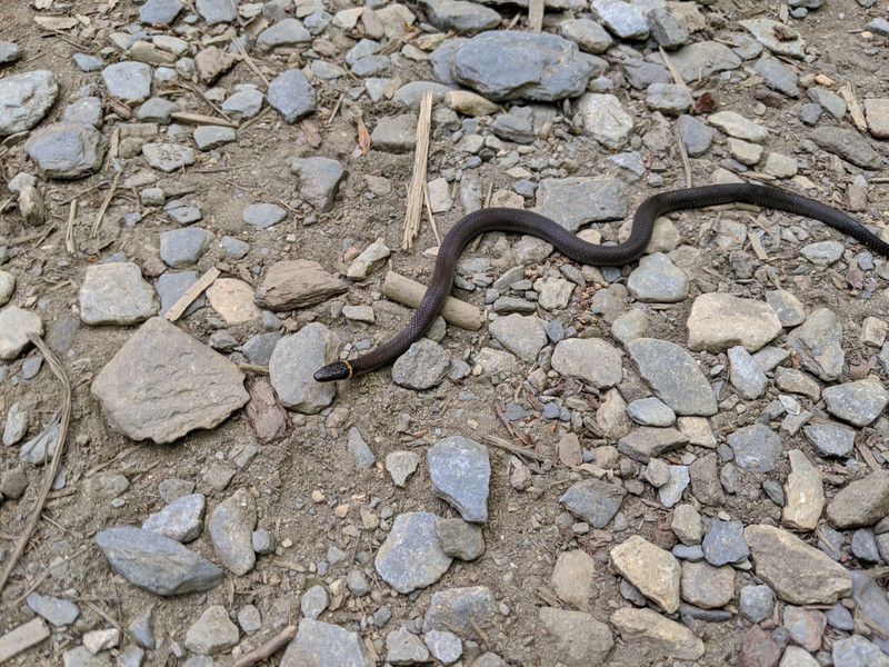 Snake at Great Smoky Mountains