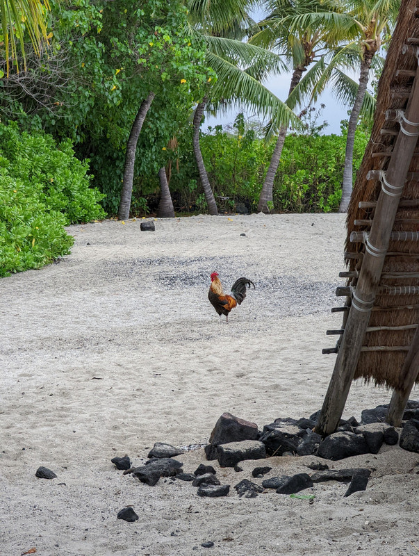 A rooster greeted us at 'Alula Beach