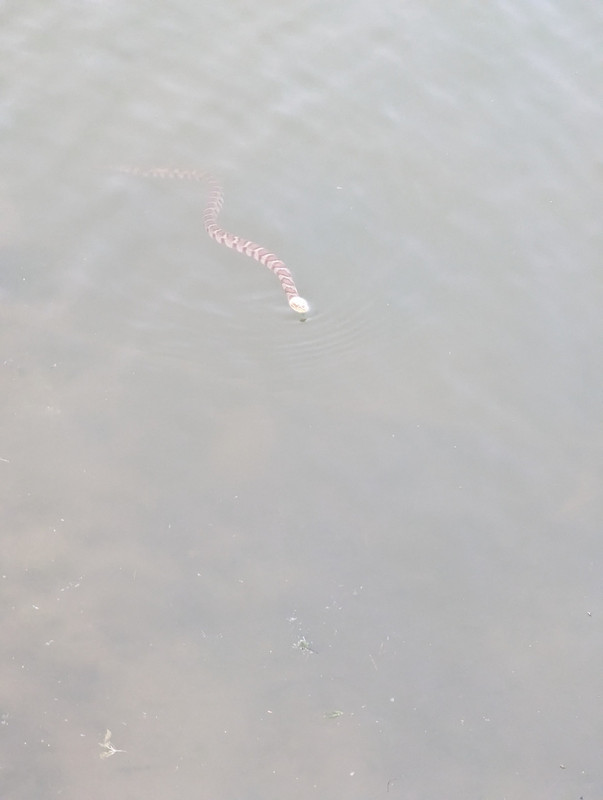 Water Snake
