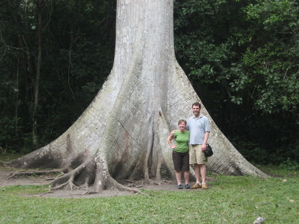 Ceiba Tree