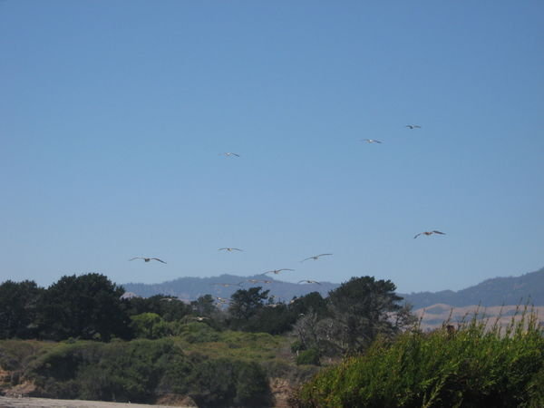 Birds of San Simeon