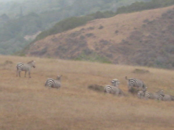 Zebras in California?