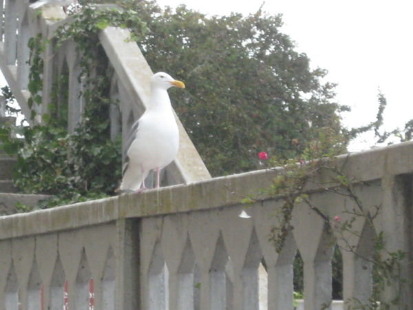 One of the Many, Many Birds on Alcatraz Island.