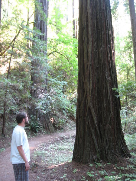 Andrew & a Redwood