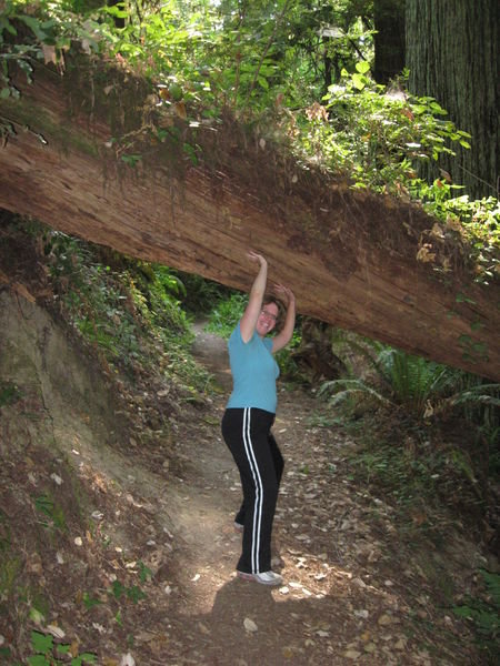 Becky Lifts a Fallen Redwood