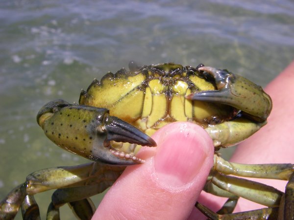Andrew's Crab 