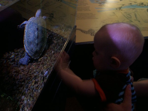 Oliver Tries to Touch the Turtle