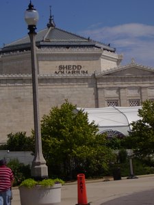 Going to the Shedd