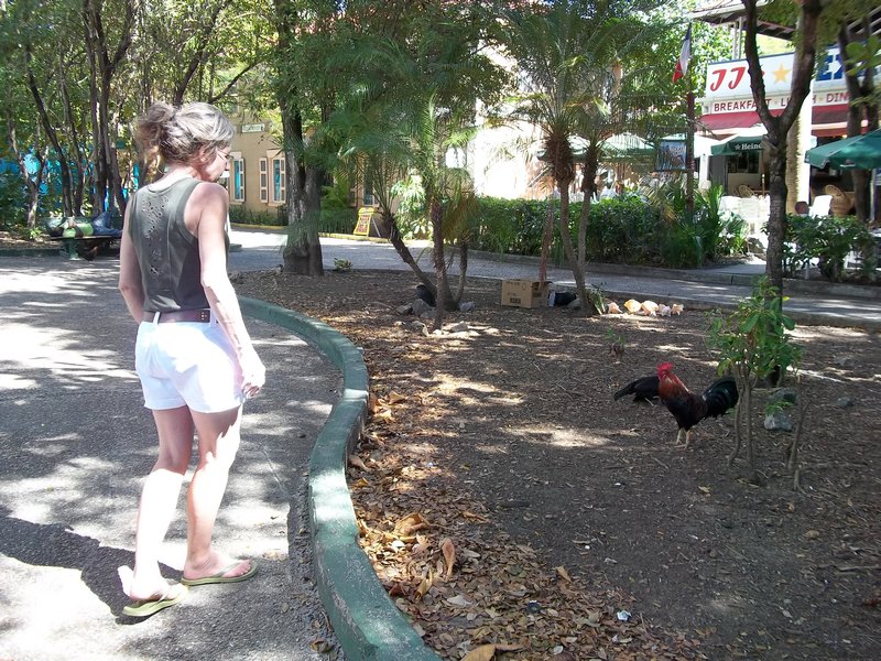 My Mom and the Roosters