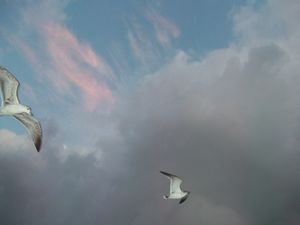 Sea Gulls Hovering Over