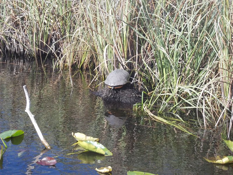 A Slider Turtle