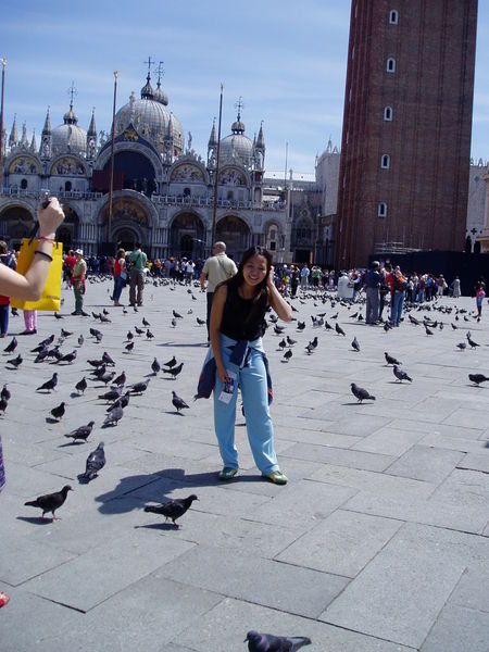 Pigeons Everywhere