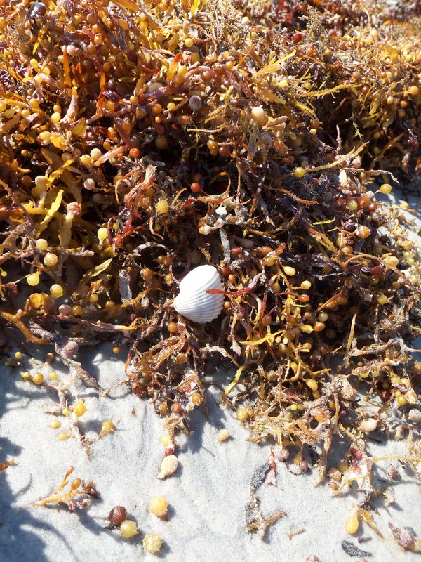 Sargassum Sea Weed