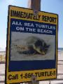 If You See a Sea Turtle...