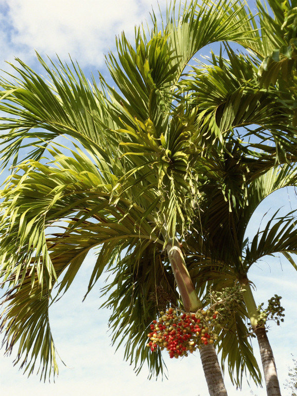 Palm Trees in Siesta Key, Florida
