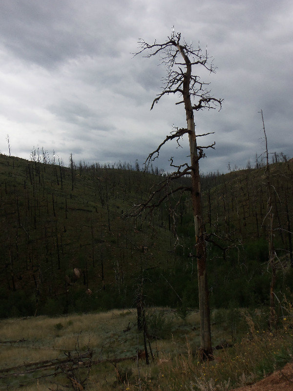 Damage from the Hayman Fire