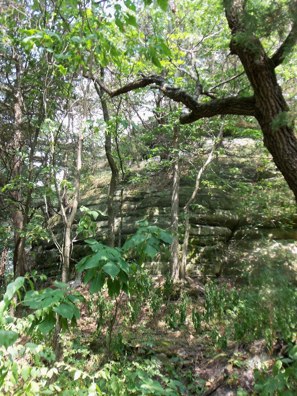 Looking Up at Starved Rock