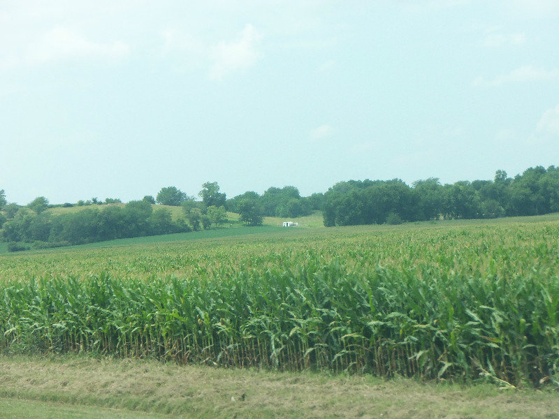 Some Corn Fields