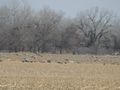 Sandhill cranes in cornfields in Nebraska